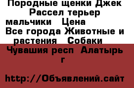 Породные щенки Джек Рассел терьер-мальчики › Цена ­ 40 000 - Все города Животные и растения » Собаки   . Чувашия респ.,Алатырь г.